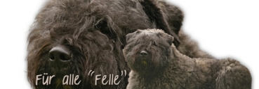 Spardose Bouvier des Flandres #1